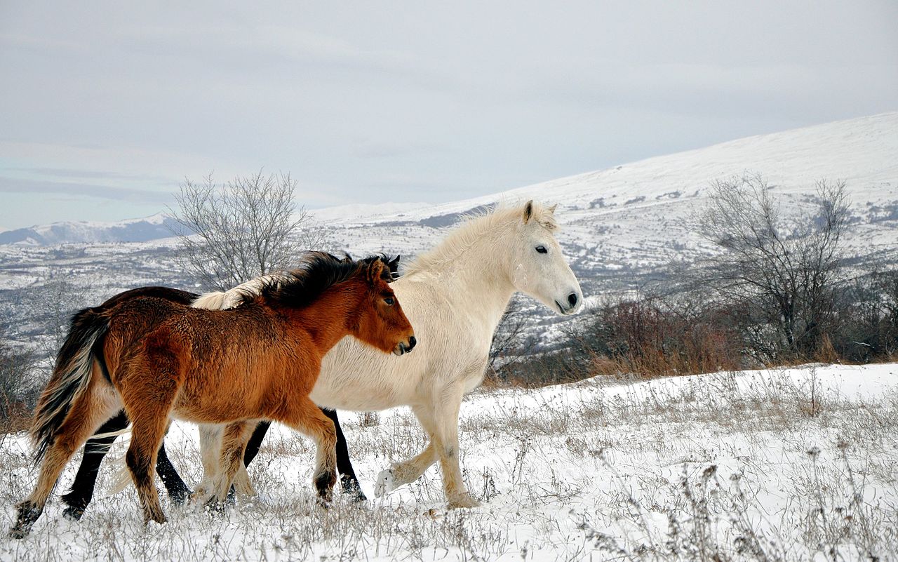 Divocí koně v Kosovu