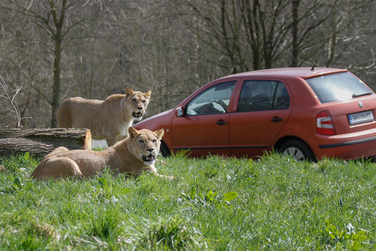  Lví safari v Safari Parku Dvůr Králové