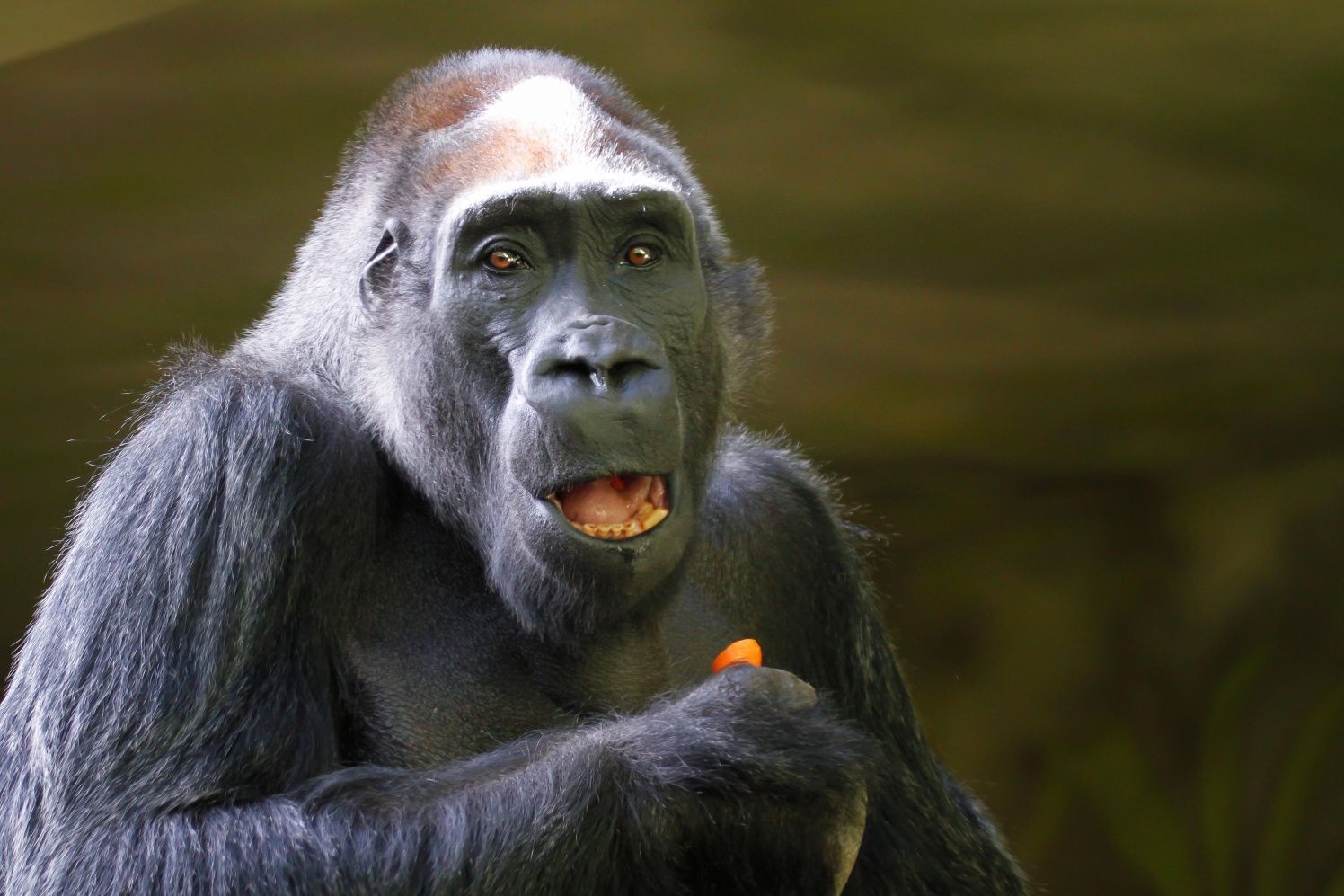 Gorilí samec Tadao