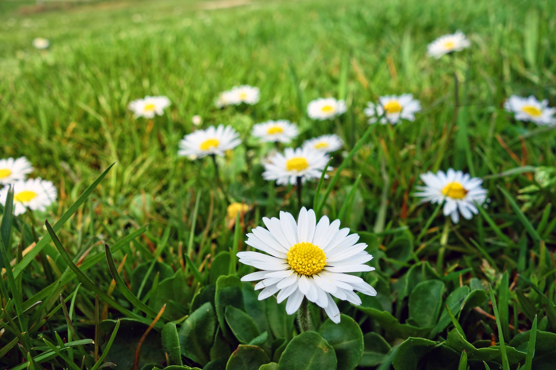 Svěží jarní trávník (ilustrační foto)