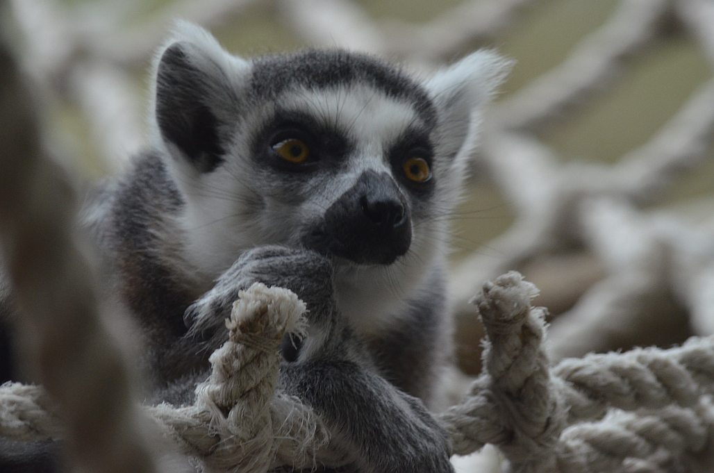 Lemur kata v ZOO Dvůr Králové nad Labem