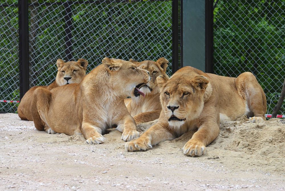 Spojování lvů do Lvího safari