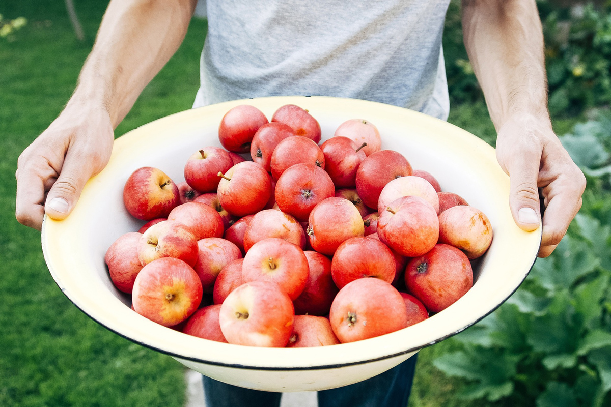 jablka ze zahrádka, zahradničení, úroda