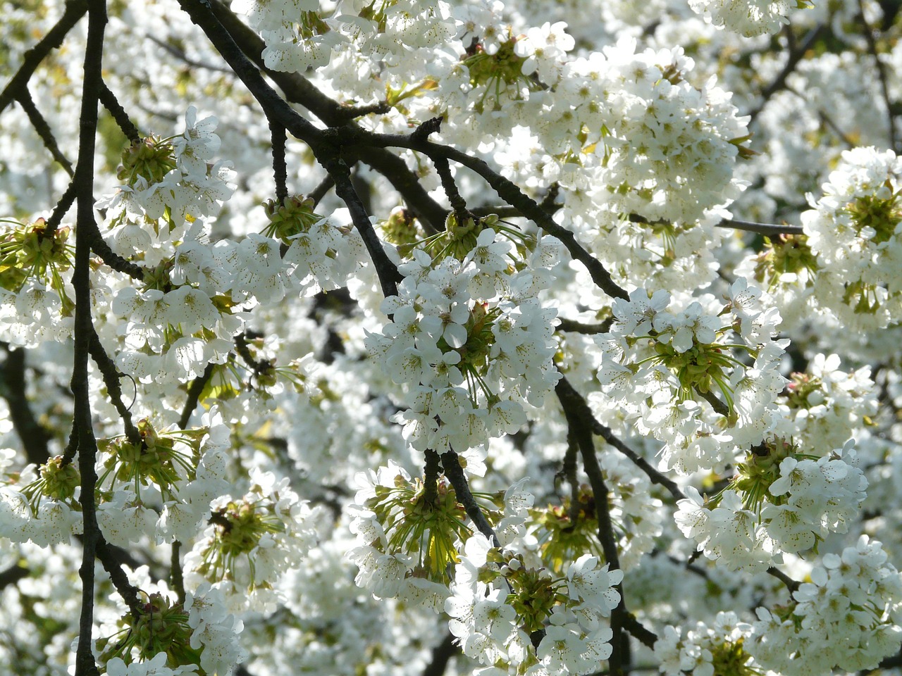 Kvetoucí stromy (ilustrační foto)