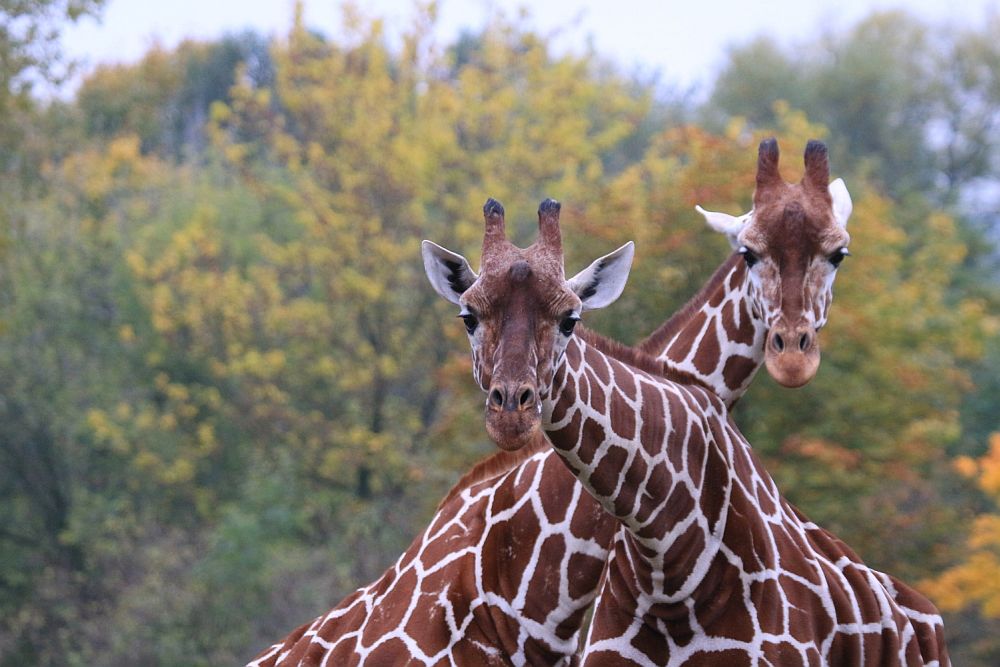 Královédvorská ZOO chová 32 žiraf 
