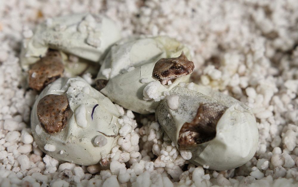 19 mláďat zmije rohaté - první úspěšných odchov v expozici Jedovatá Afrika ZOO Dvůr Králové