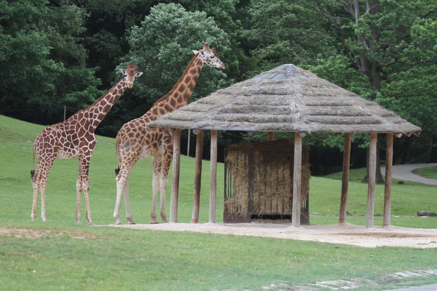 Máte poprvé možnost projíždět se mezi volně vypuštěnými žirafami v safari ZOO Dvůr Králové
