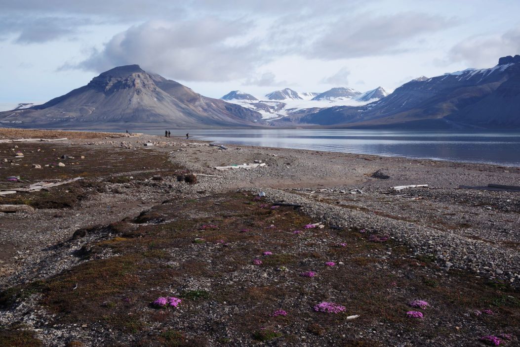 Pobřeží zálivu Billefjorden s typickou tundrovou vegetací a zaledněnými štíty v pozadí – typický obrázek Svalbardu