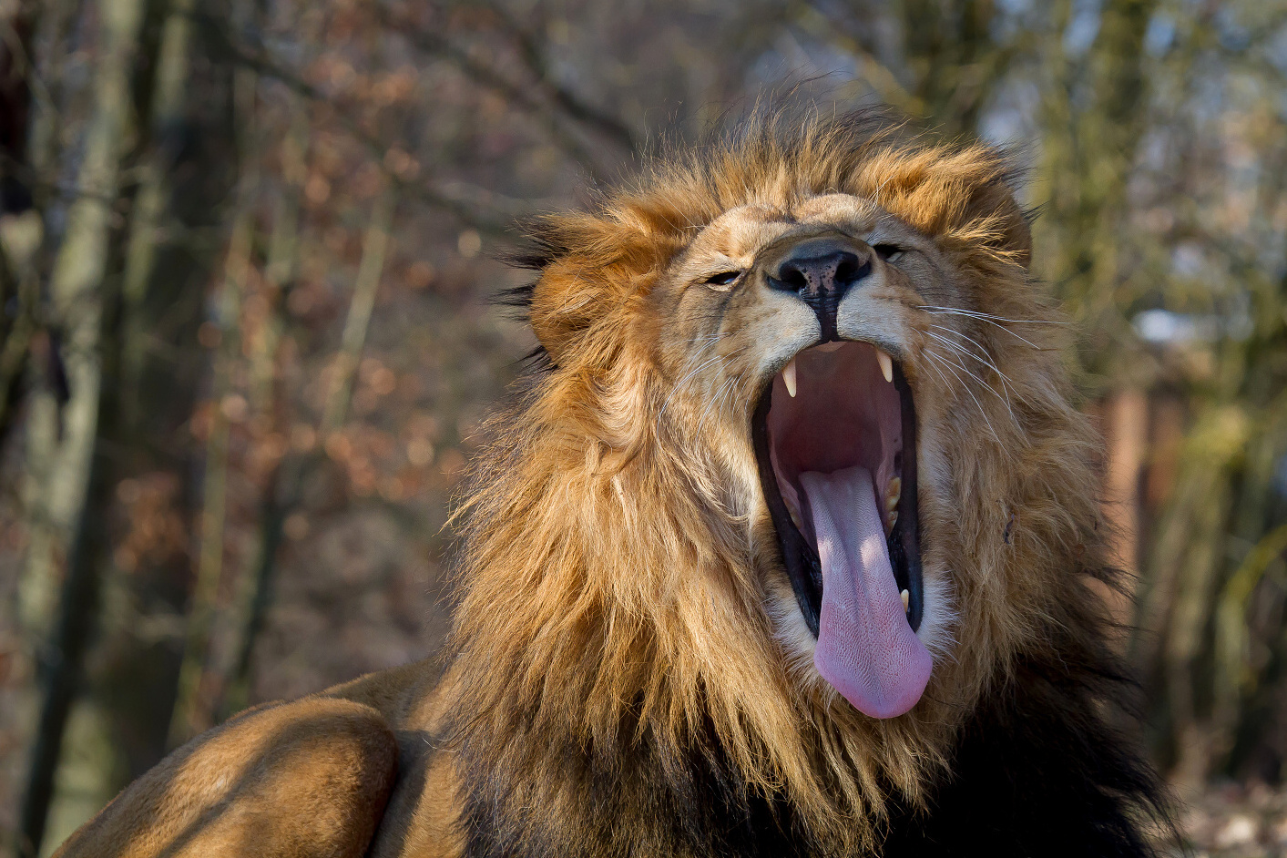  Lev berberský v Safari Parku Dvůr Králové