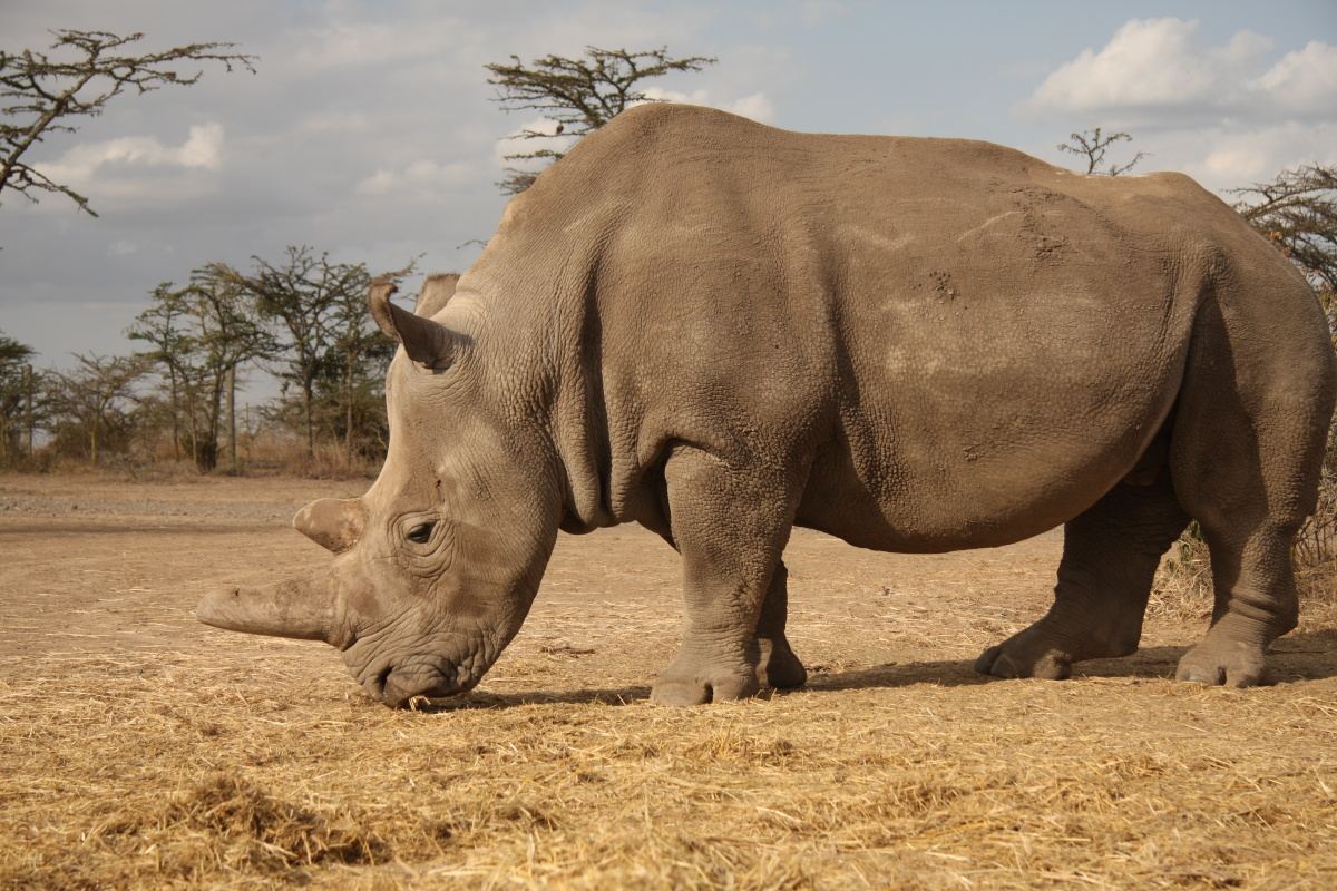 Nosorožec Najin v Keni v roce 2017