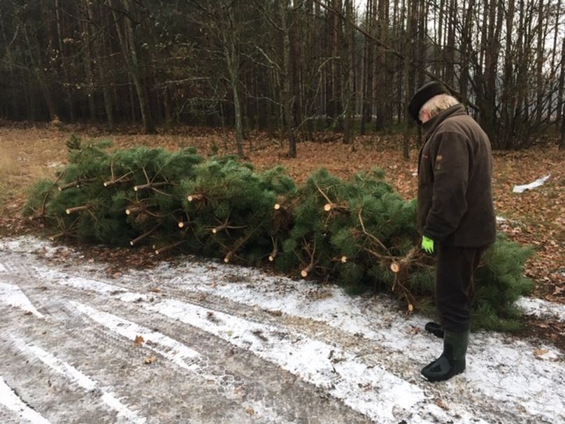 První vánoční stromky už vyřezávají v mlazinách pracovníci Městských lesů okolo Hradce Králové