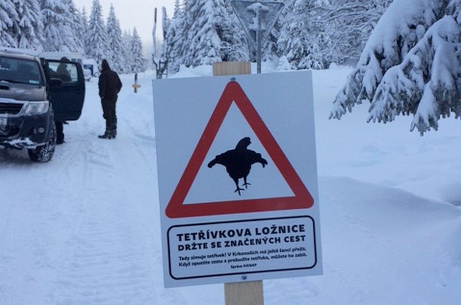 Strážci národního parku začali po Krkonoších instalovat tabule s informacemi o výskytu kriticky ohrožených tetřívků