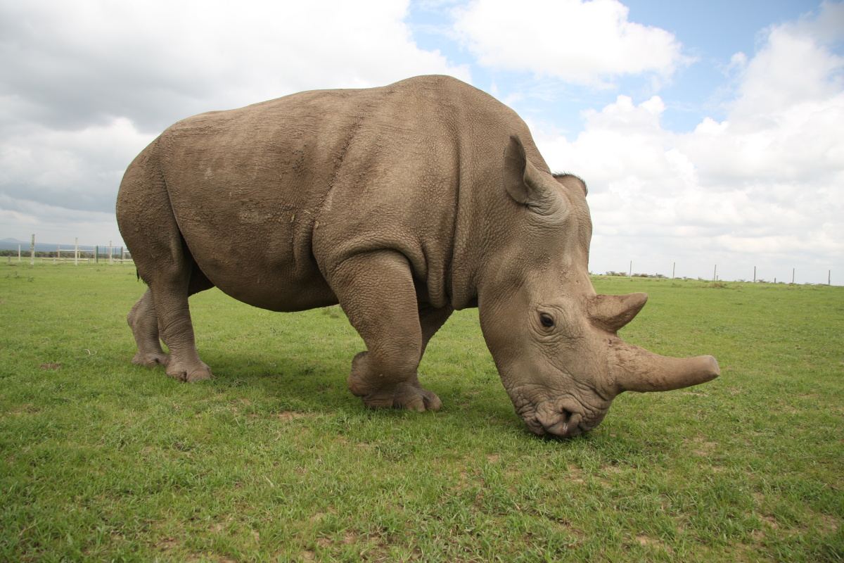 Nosorožec Fatu v Keni v roce 2017