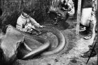 Na patrně nejznámější fotografii nálezu ze Svobodných Dvorů je zachycen zaměstnanec muzea, František Žaloudek, jak čistí mamutí kly