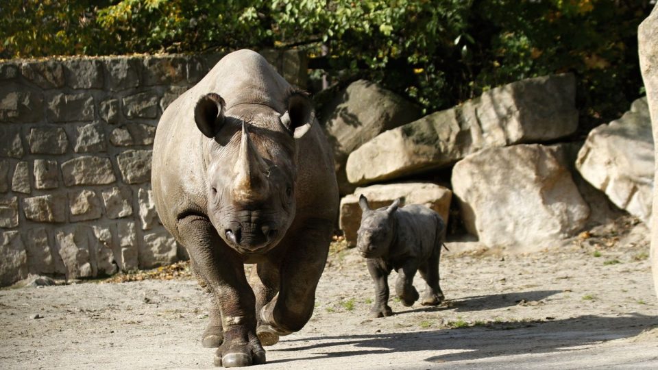 Mládě nosorožce v ZOO Dvůr Králové spolu s matkou