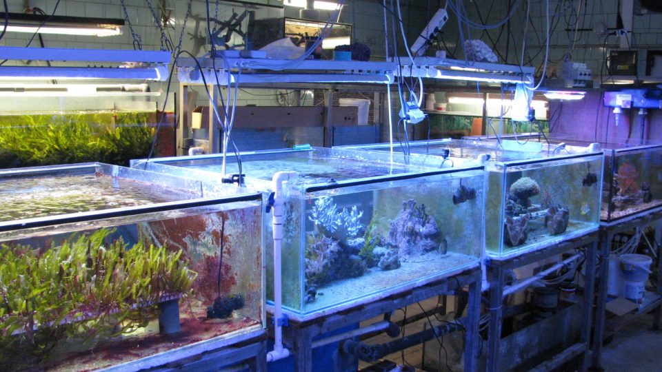 Pavilon Vodní světy v Safari Parku Dvůr Králové - zázemí mořských akvárií
