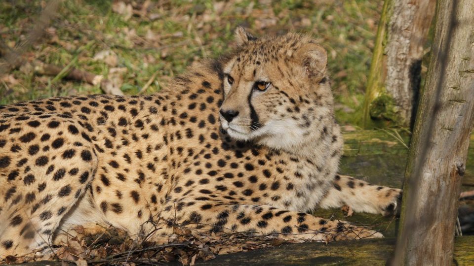 Gepardi v Safari Parku Dvůr Králové