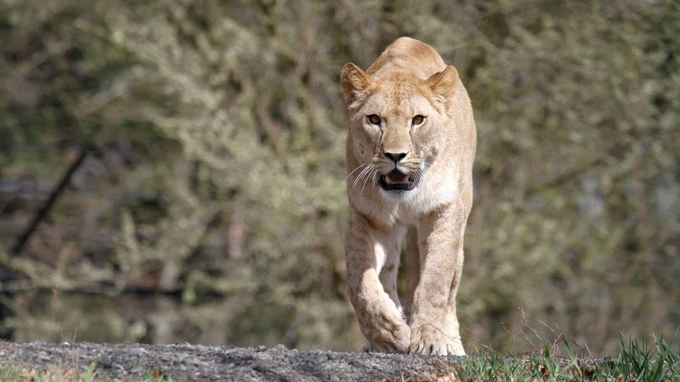 Lvice Khalila a Tessy jsou novou chloubou královédvorského Lvího safari