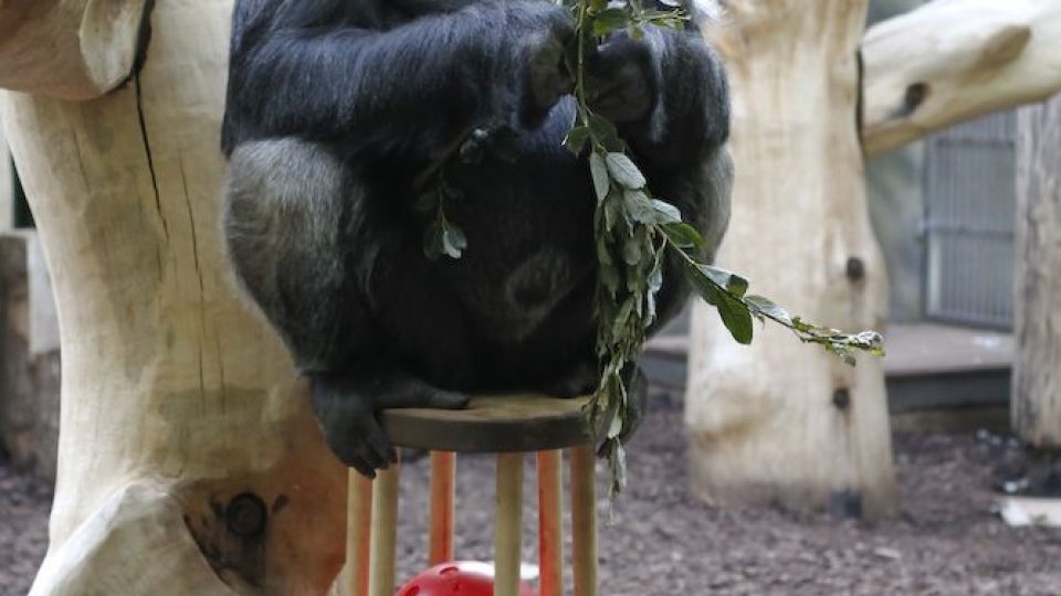 Gorilí samec Tadao 