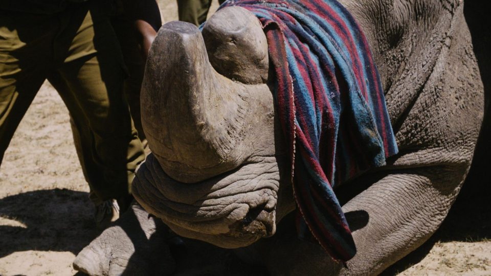 Příprava na transport nosorožců