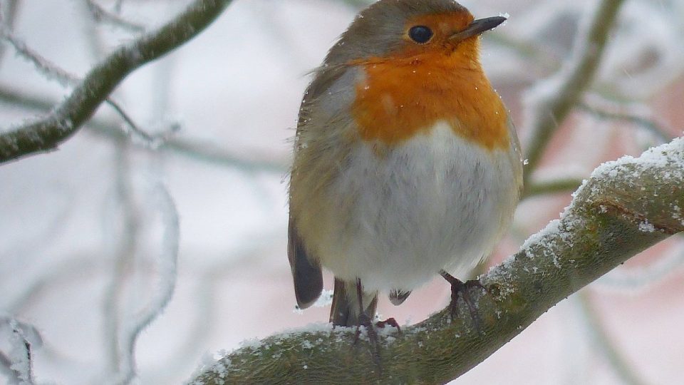 Ptáček v zimě