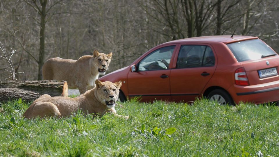  Lví safari v Safari Parku Dvůr Králové