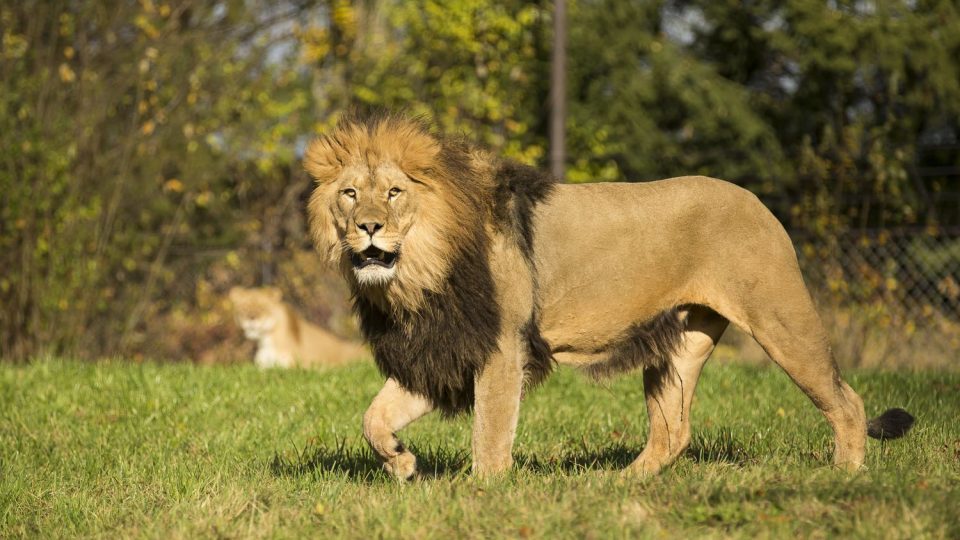 Lev v Safari Parku Dvůr Králové