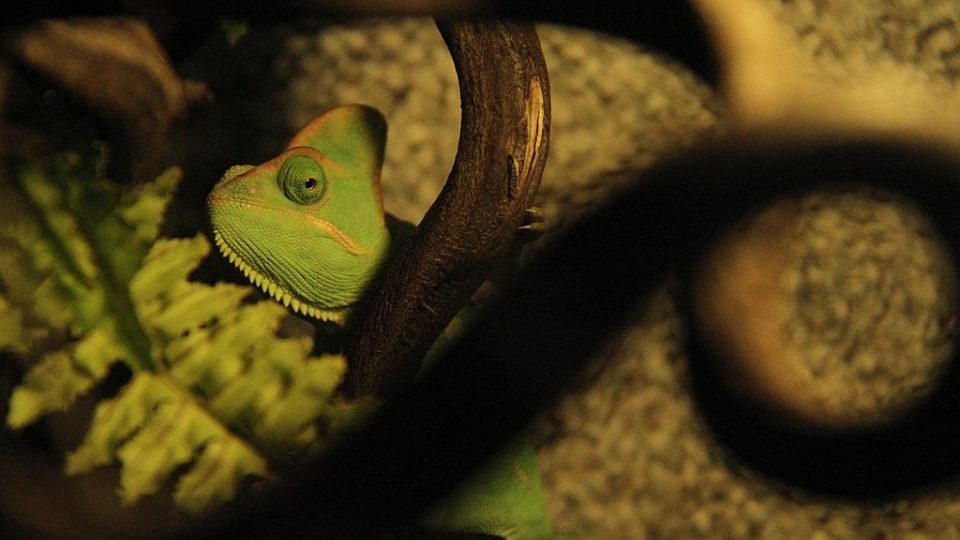 Chameleon v ZOO Dvůr Králové nad Labem