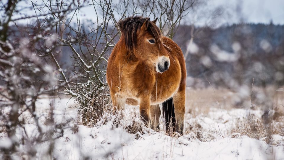 Divocí exmoorští koně budou v Ptačím parku Josefovské louky