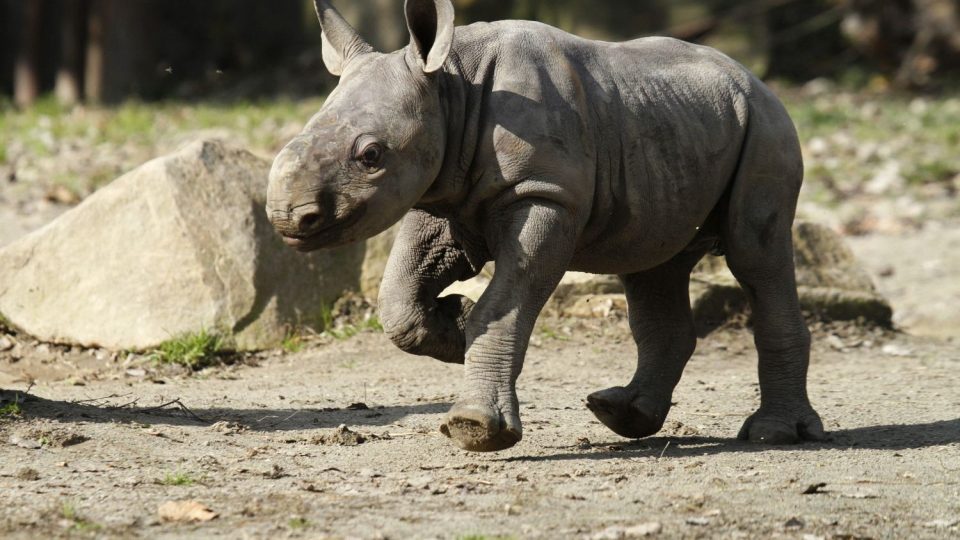 Mládě nosorožce v ZOO Dvůr Králové