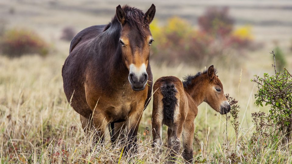 Divocí exmoorští koně budou v Ptačím parku Josefovské louky