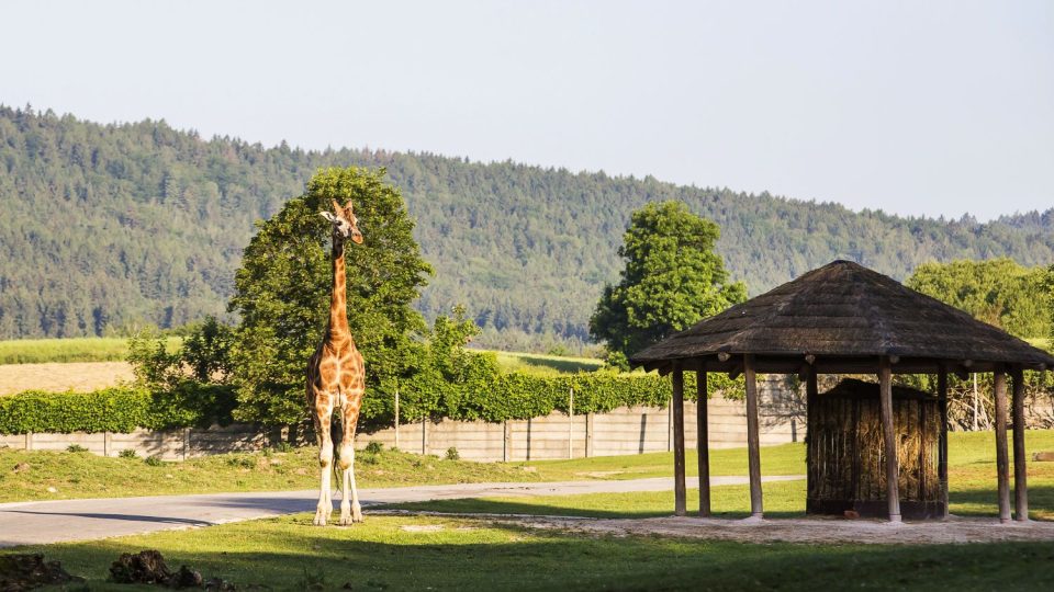 Žirafa v ZOO Dvůr Králové nad Labem