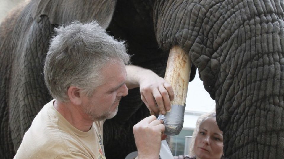 Ošetření slonice Saly