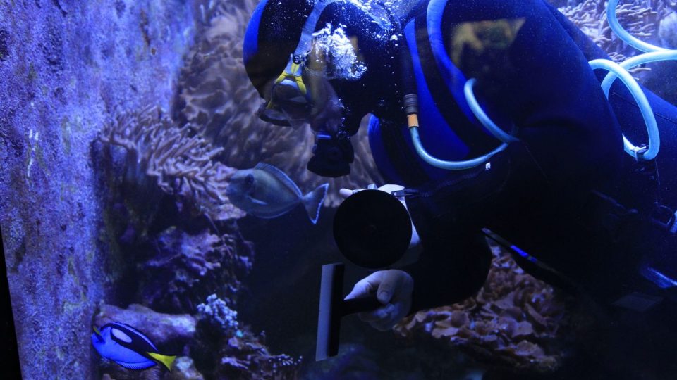 Mořské akvárium v ZOO Dvůr Králové