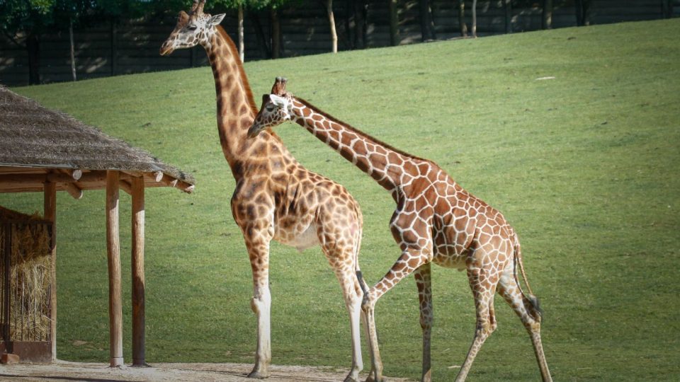 Žirafy v Safari Parku Dvůr Králové
