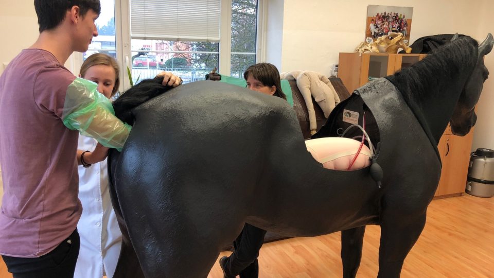 Milionový model koně slouží studentům veterinární školy v Hradci Králové