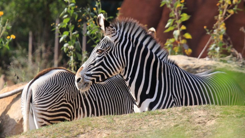 Zebry v Safari Parku Dvůr Králové