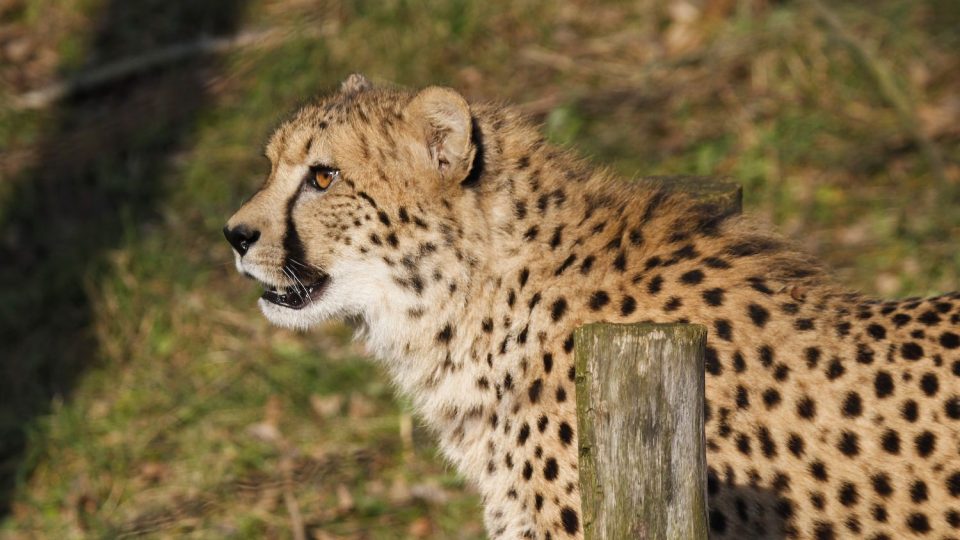 Gepardi v Safari Parku Dvůr Králové