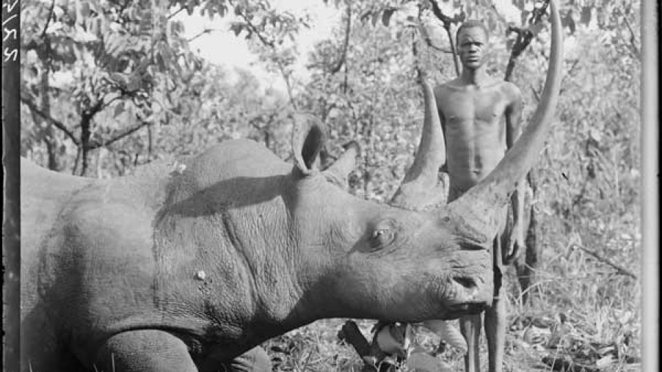Nosorožce lovili domorodci odjakživa - tregédii přinesly až střelné zbraně