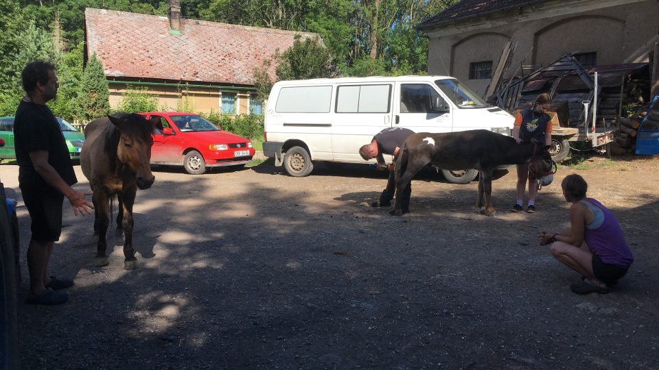 Koně a oslíci na farmě Dubno už Ondřeje Baudyše znají, v klidu tedy postojí a nechají se ošetřit