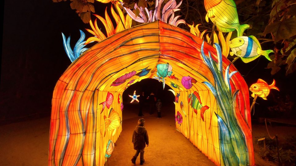 Pro Světelnou zoo platí zvláštní vstupné a ke vstupu byl vytvořen nový vchod pod zastávkou autobusu směrem k řece | foto: Jolana Nováková, Český rozhlas Pro Světelnou zoo platí zvláštní vstupné a ke vstupu byl vytvořen nový vchod pod zastávkou autobusu směrem k řece