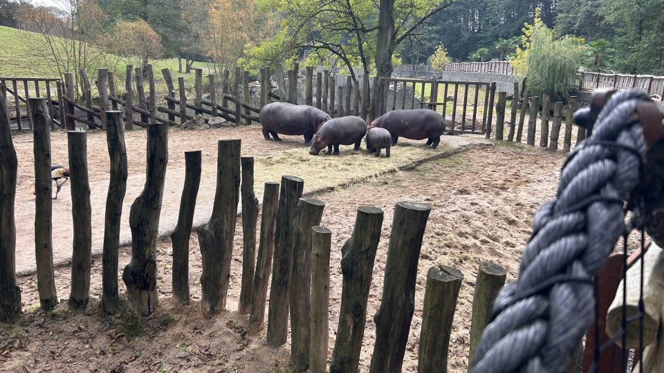 Hroši se ve dvorském safari parku stěhovali do svého zimoviště