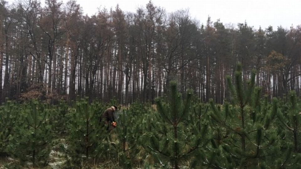 První vánoční stromky už vyřezávají v mlazinách pracovníci Městských lesů okolo Hradce Králové