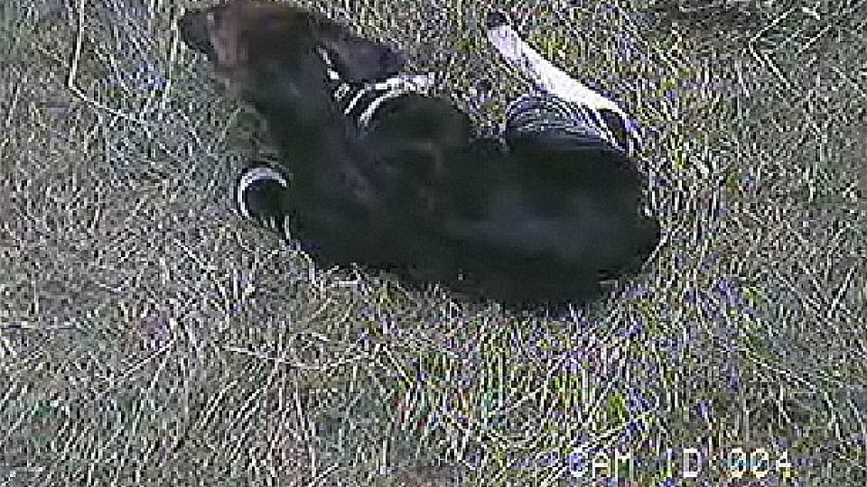 Nově narozené mládě okapi v ZOO Dvůr Králové nad Labem