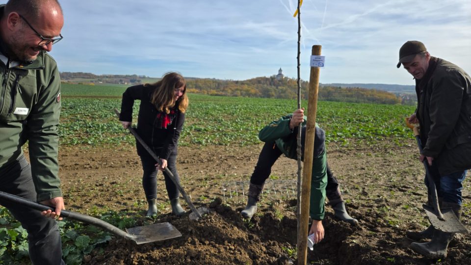 Ze sázení | foto: Vladislava Wildová, Český rozhlas Ze sázení