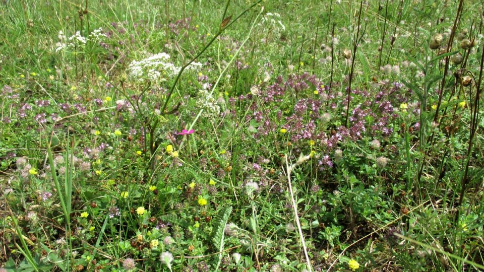 Čedičové podloží svědší řadě rostlin Čedičové podloží svědší řadě rostlin