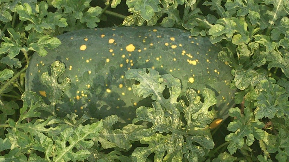 Americká tmavě zelená odrůda Moon and Stars | foto: Jitka Slezáková, Český rozhlas Americká tmavě zelená odrůda Moon and Stars