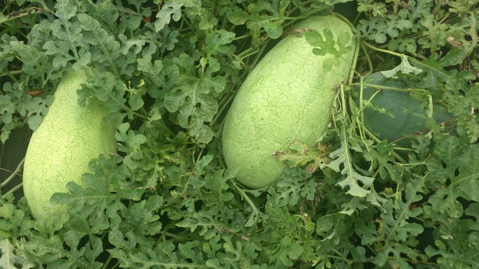 Druh melounu se světle zelenou kůrou | foto: Jitka Slezáková, Český rozhlas Druh melounu se světle zelenou kůrou