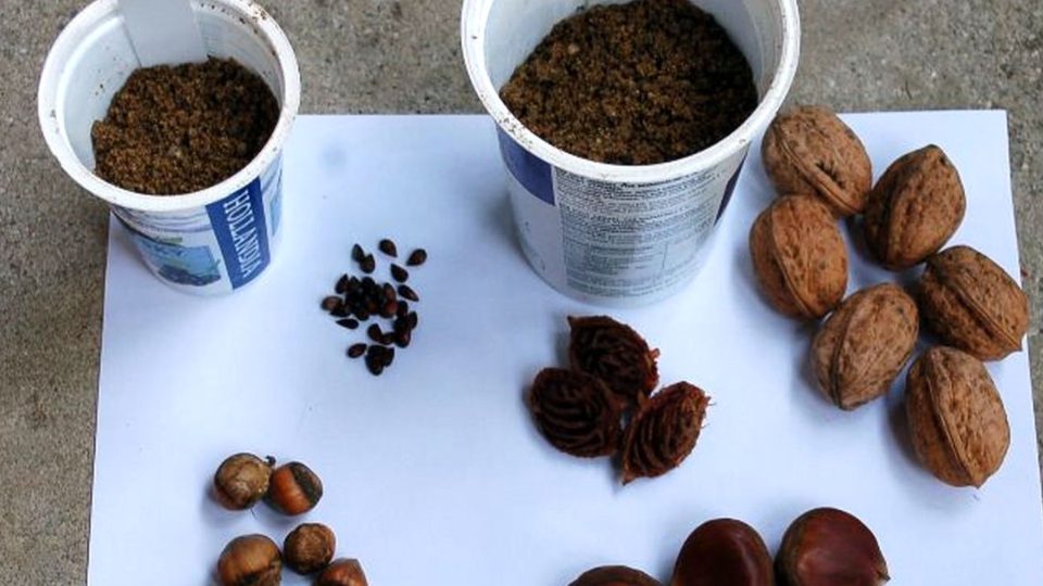 Také semena ořechů stratifikujeme ve vlhkém písku