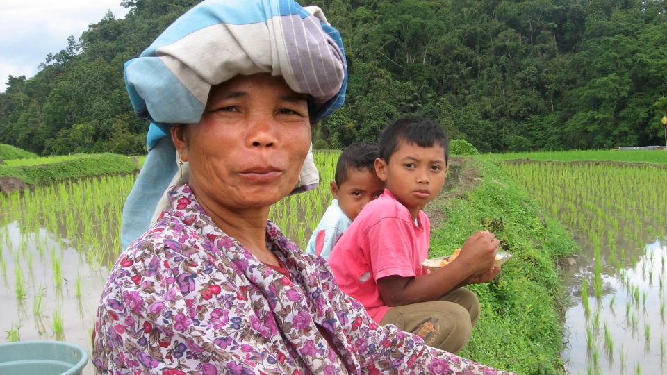 Minangská žena na svém rýžovém poli, Indonésie